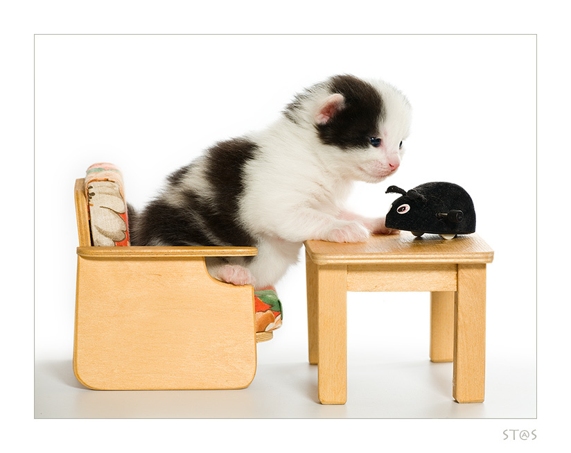Котошкола 