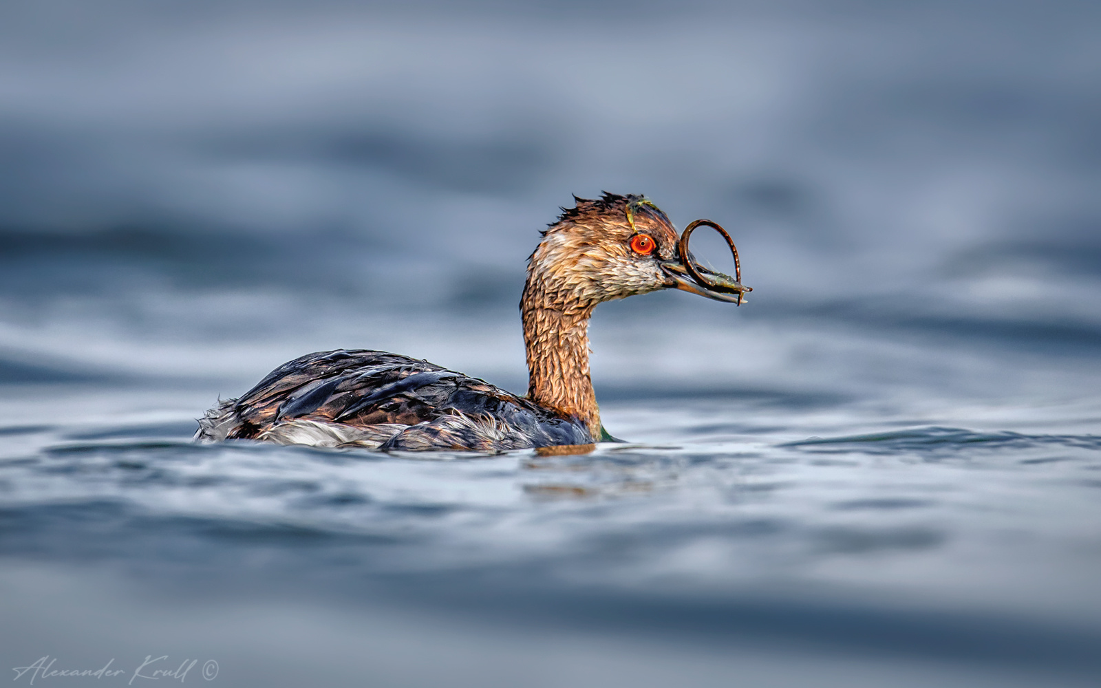 Верткая добыча поганка черношейная podiceps nigricollis