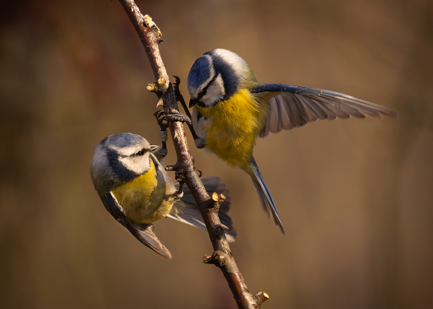 Titmouse 