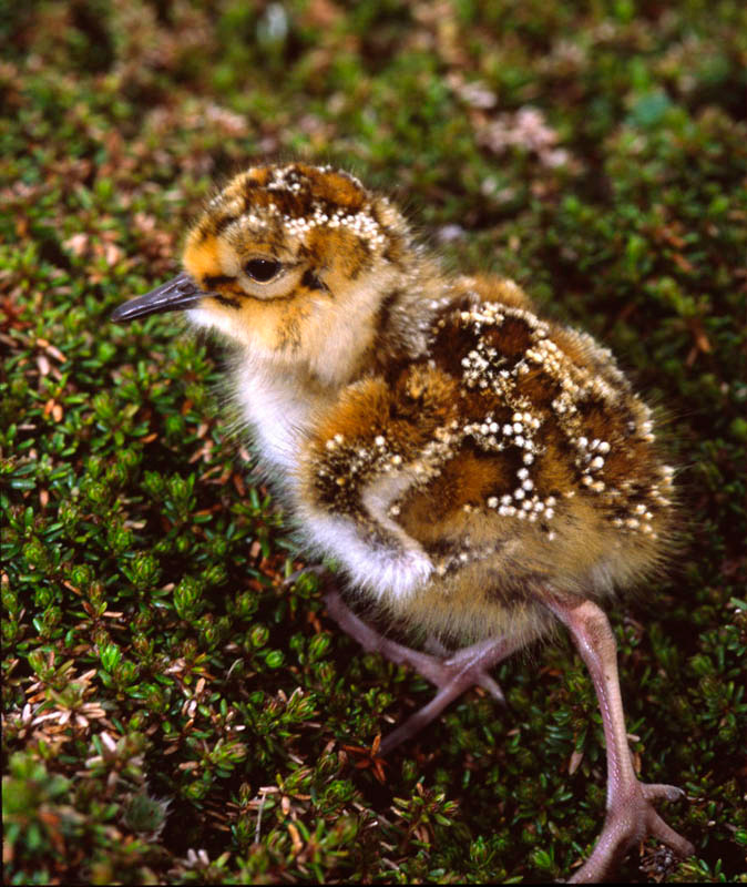 Путешественник Берингийский песочник, Calidris ptilocnemis, Rock Sandpiper, St. Paul Island, Alaska