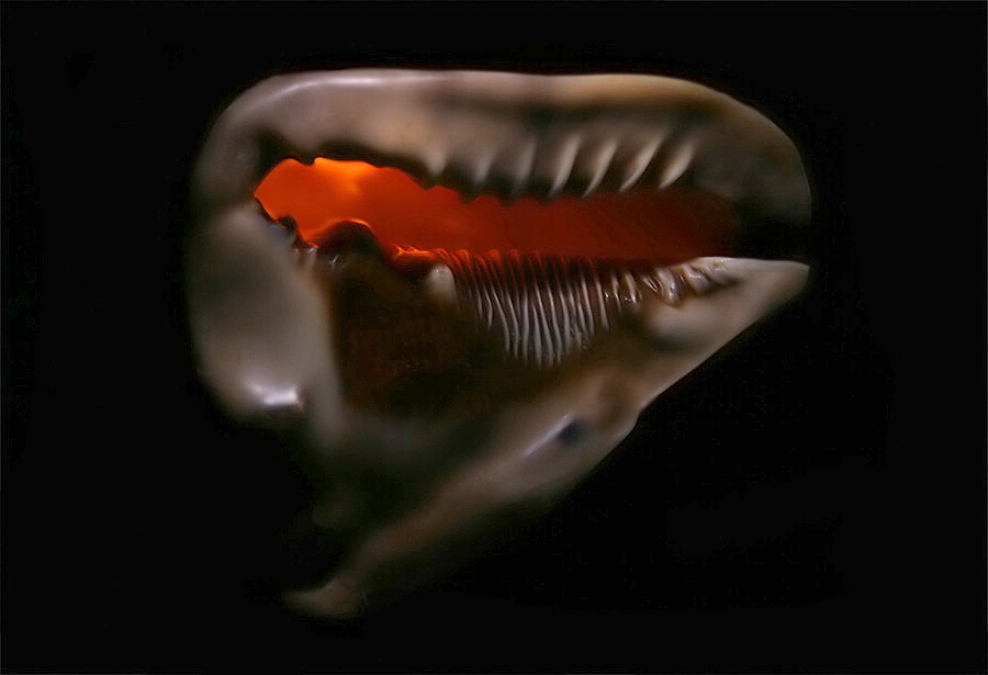 Shell 