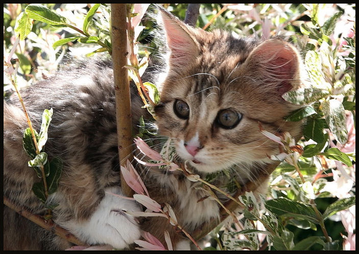 котенок-хамелеон весна кот ива солнце