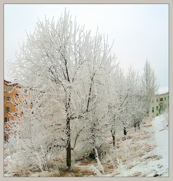 Дивное утро зима снег деревья
