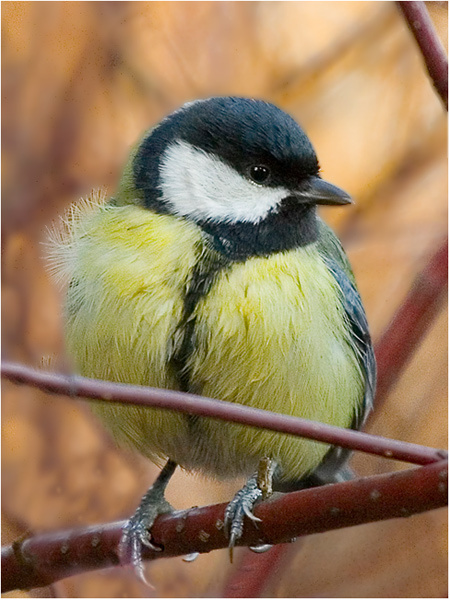 Лучше Parus major в руках, пока журавля нету синица птица