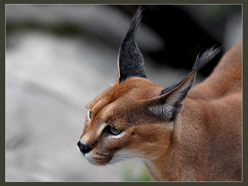 Игнорировать... каракал Felis caracal