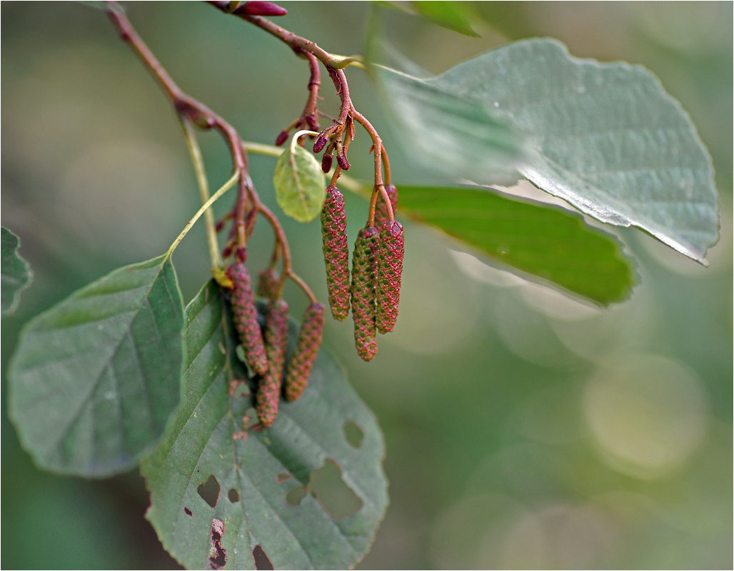 Alnus glutinosa - Ольха чёрная Alnus glutinosa растение дерево Ольха чёрная сережки соцветия
