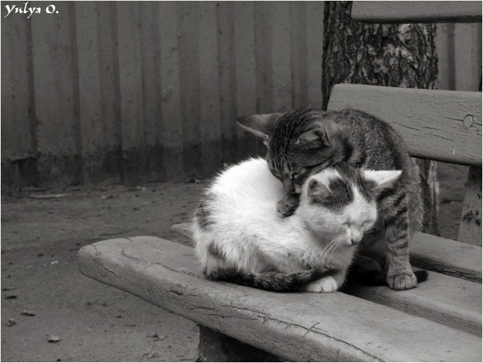 ...все_будет_хорошо... котята, грусть, брошенные
