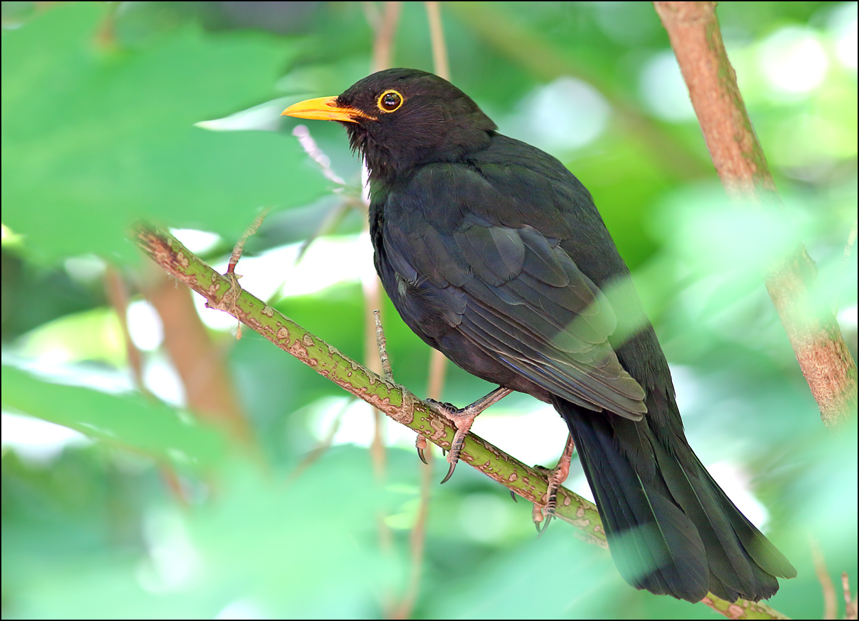 Чёрный дрозд птица Чёрный дрозд Turdus merula