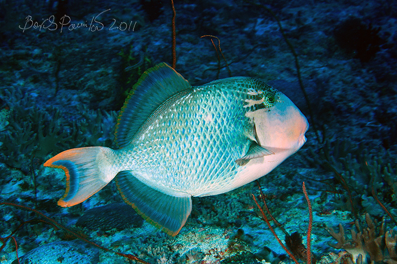 trigger-fish спинорог trigger-fish Мальдивы Maldives anion