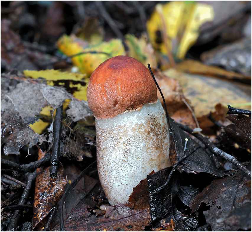 Leccinum aurantiacum - Подосиновик. Leccinum aurantiacum гриб Подосиновик.