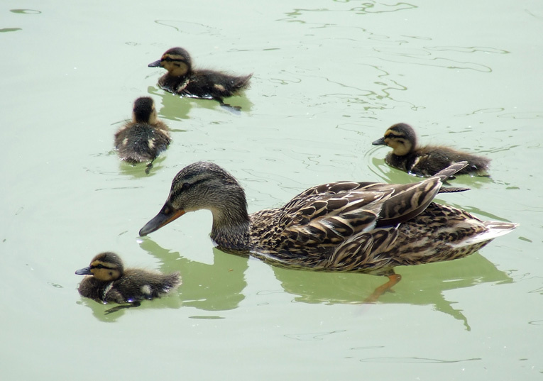 Mother and her Children duck mother children family