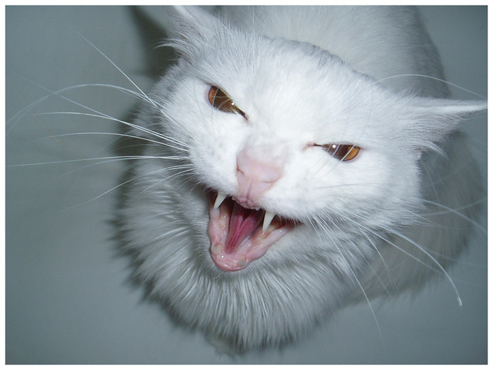 Ххххааа!.... кошка кот злость