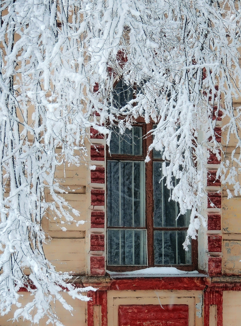Зимняя зарисовка природа флора снег иней зима