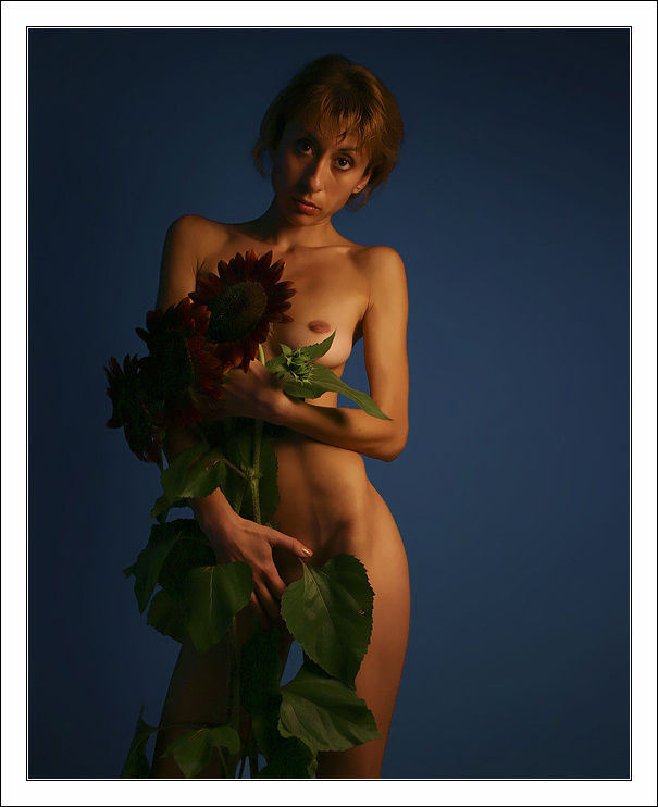 sunflowers 