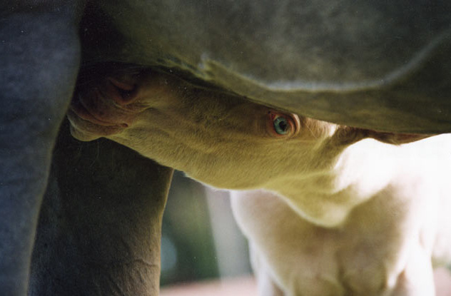 Поглядывающий лошади horse
