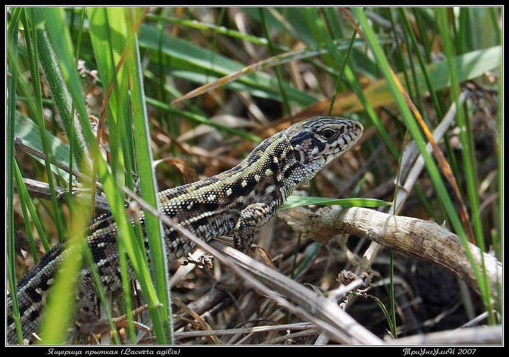 Ящерица прыткая (Lacerta agilis) ящерица