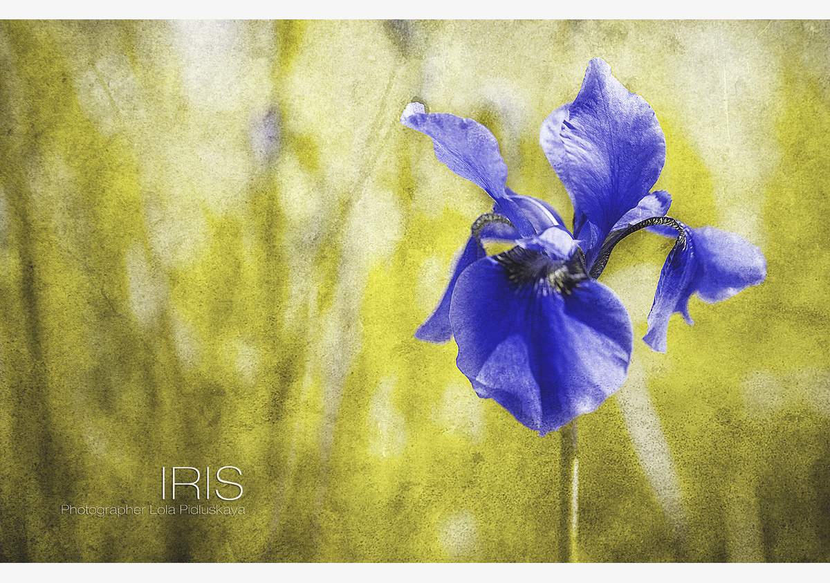 IRIS 