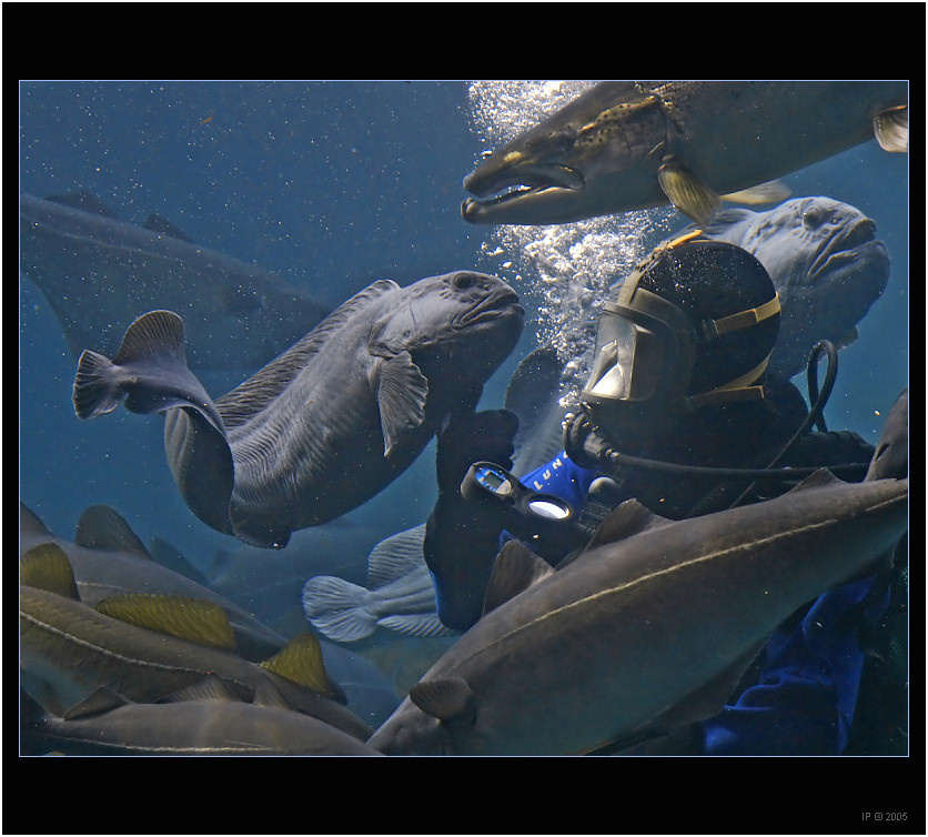 Монстры... seawolf lancet fish atlantic salmon