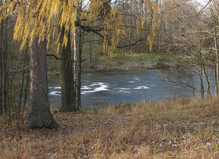 *** Осень, лес