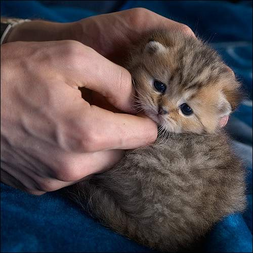 Рыжик котенок