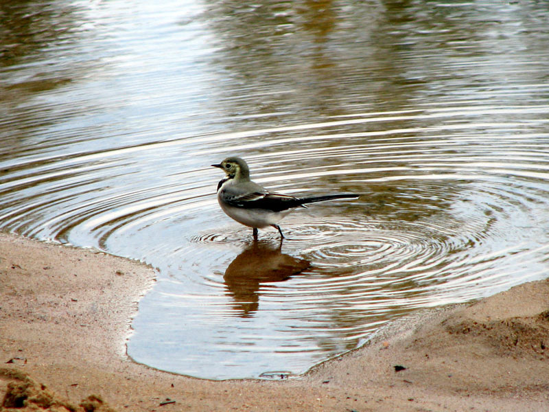 Птичка bird