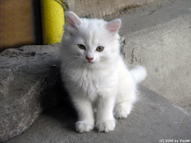 Из серии \"Удивленный кот\", кот (точнее все же кошка) до удивления! :) \"котомафия\" кот кошка животное пушистый белый котомафия