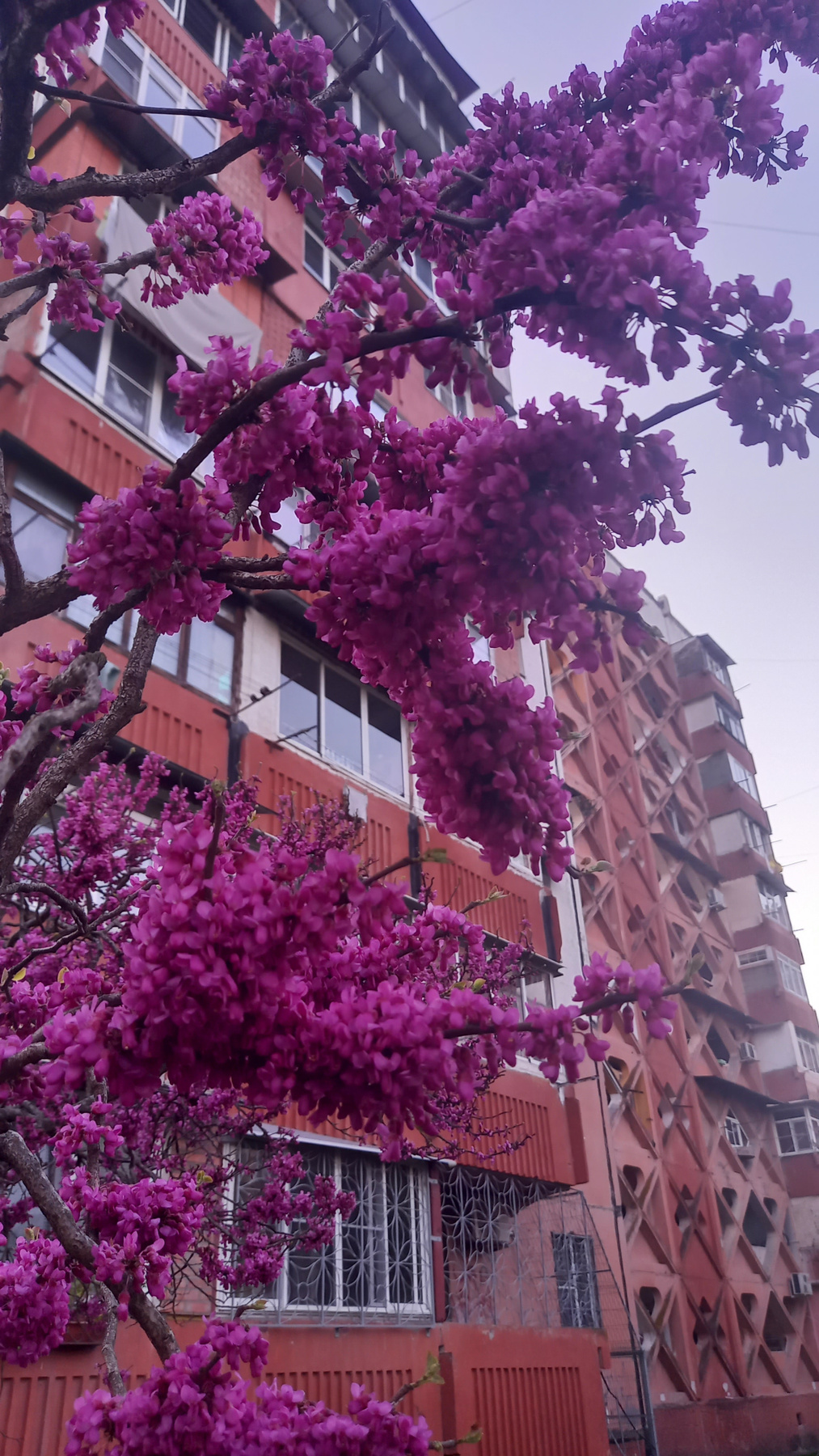 Весна в цвете Природа макро