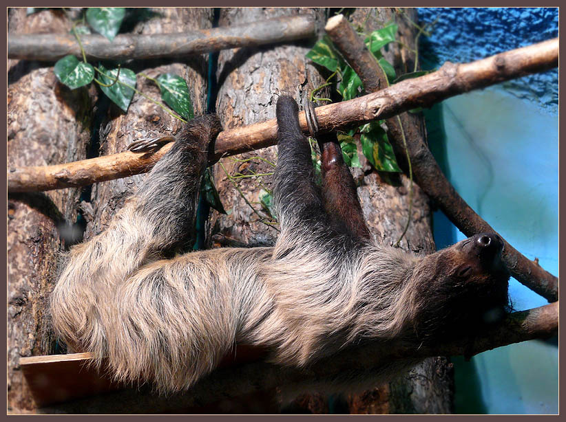 Обломов Ленивец двупалый, унау,  Choloepus didactylus
