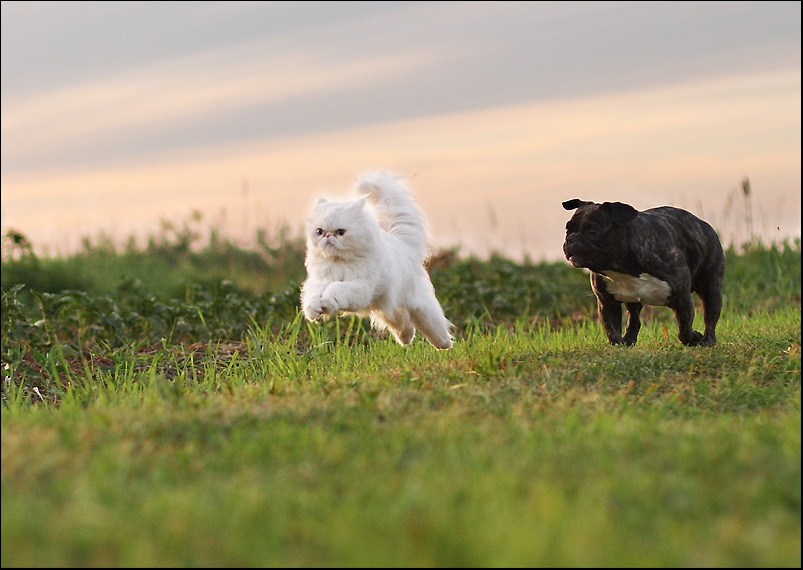 to be friends... cat dog