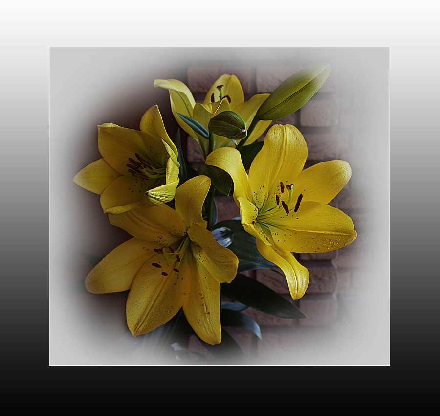 yellow lily flowers
