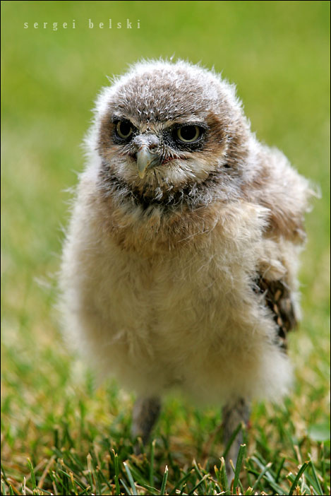 baby owl baby owl bird