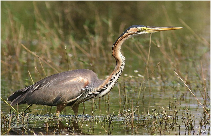 ЦАПЛЯ РЫЖАЯ Ardea purpurea/ Плавни цапля