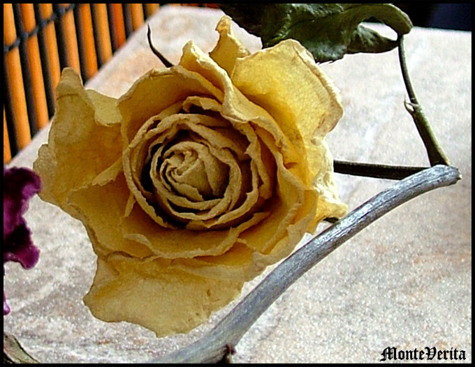 I sent you a rose with Nevermore 