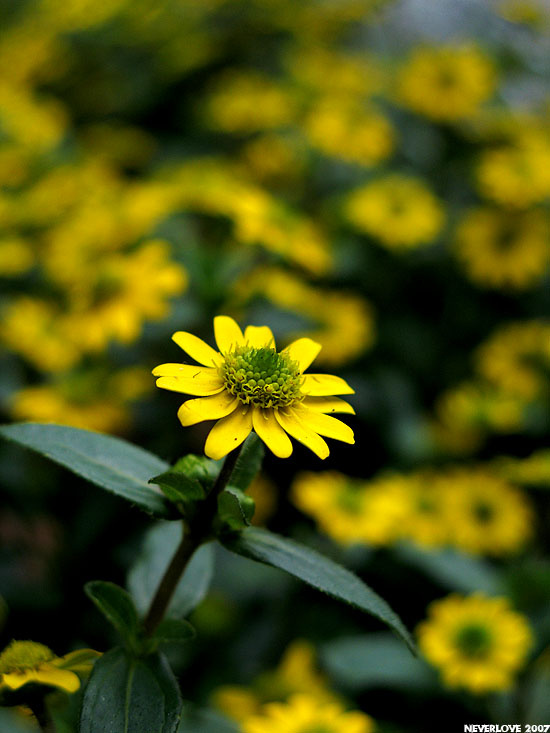 North flower 