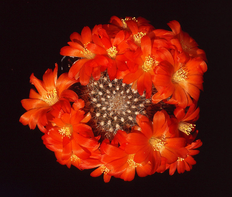 Rebutia cactus cacti rebutia