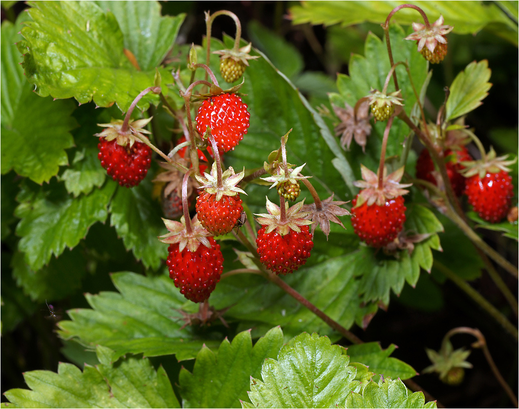 Лето.  Земляника лесная. Fragaria vesca растение ягода Земляника лесная лето
