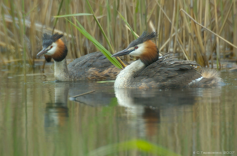 Вместе дружная семья (2) водоплавающая птица чомга podiceps cristatus большая поганка природа Южный Урал