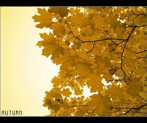 Autumn 