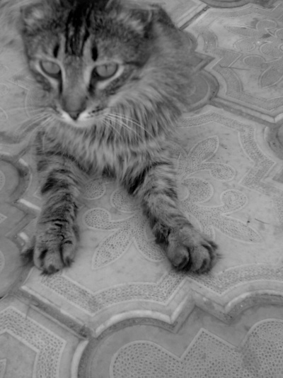 Киця Каца кошка,любимая,Алушта