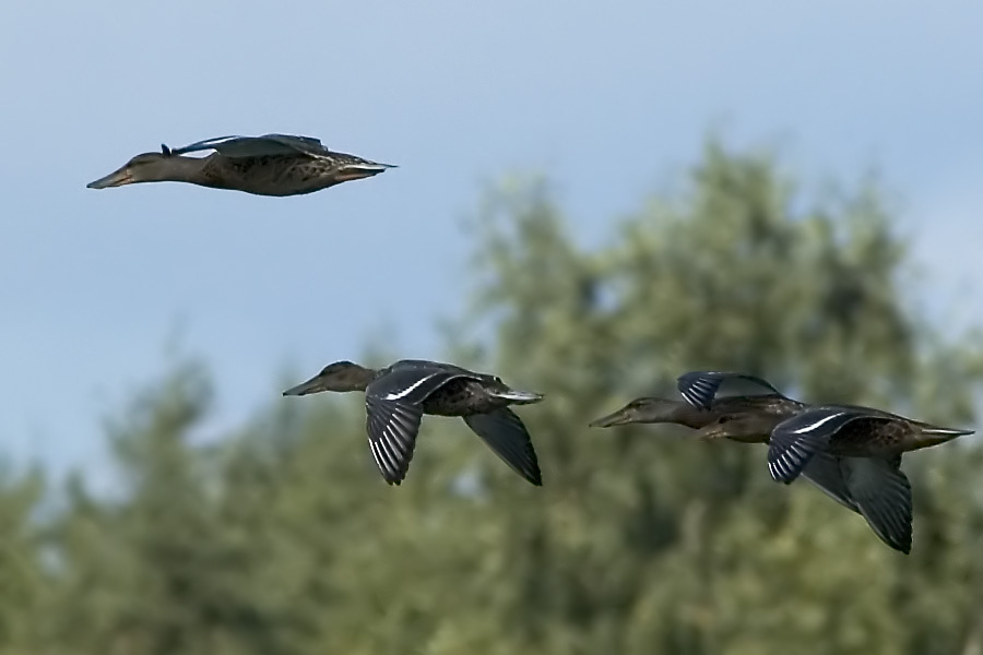Летящие вместе Широконоска, Shoveler, Anas clypeata.