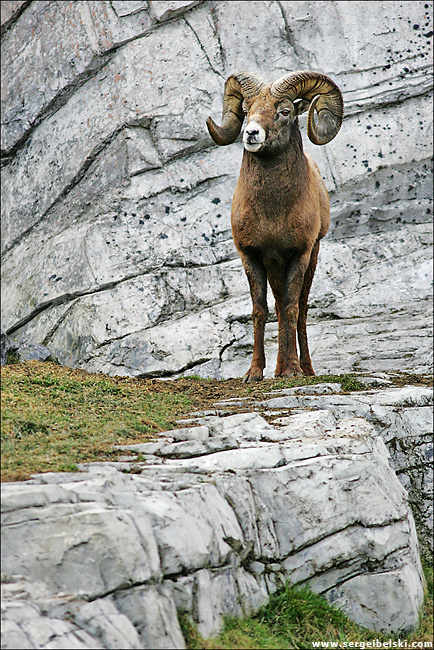 big horn sheep big horn sheep