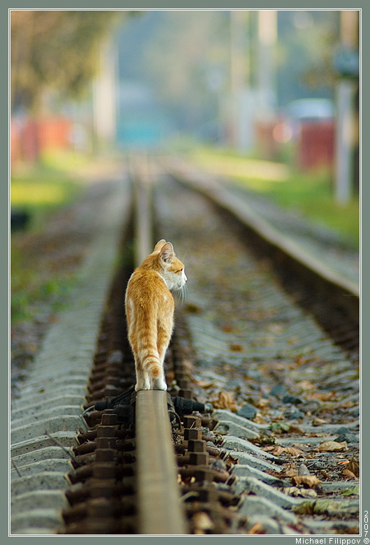 RailCat кошка железная дорога