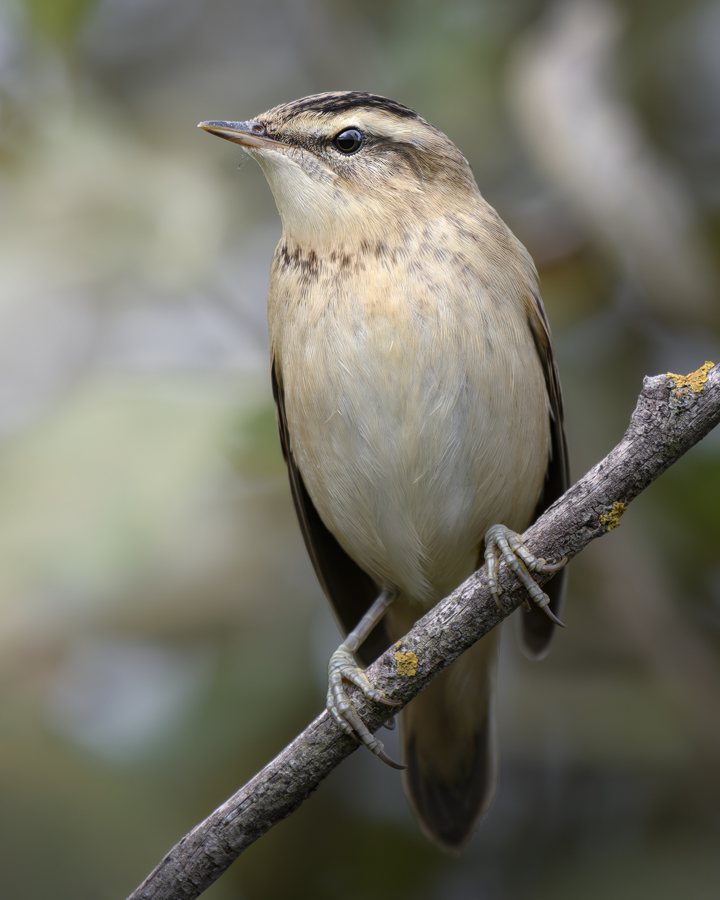 Камышовка-барсучок (Acrocephalus schoenobaenus) 