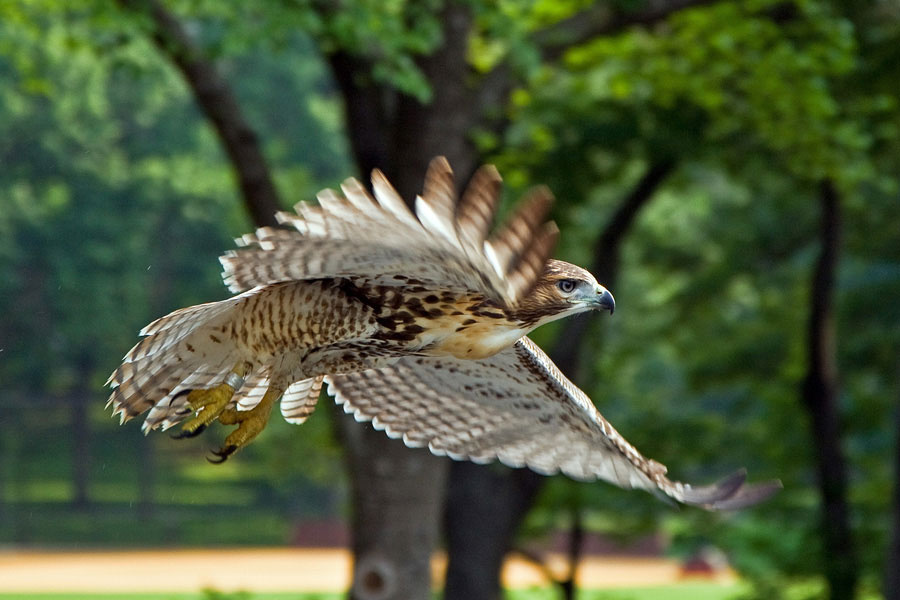 **** ястреб hawk нью-йорк new york central park