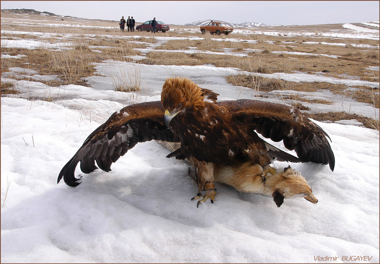 ПО ТАЛОМУ  СНЕГУ... * On thawed snow... Kazakhstan Hunt with a bird Cтепь Беркут Лисица Охота Vladimir Bugayev