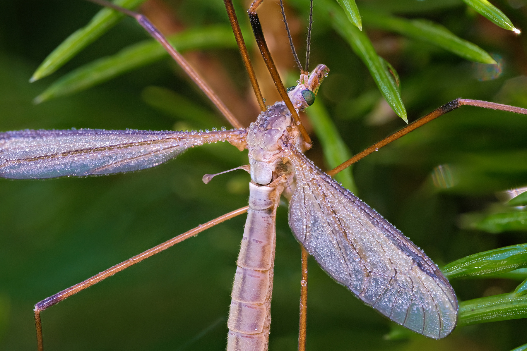 Комар-долгоножка Комар-долгоножка карамора Tipulidae роса капли