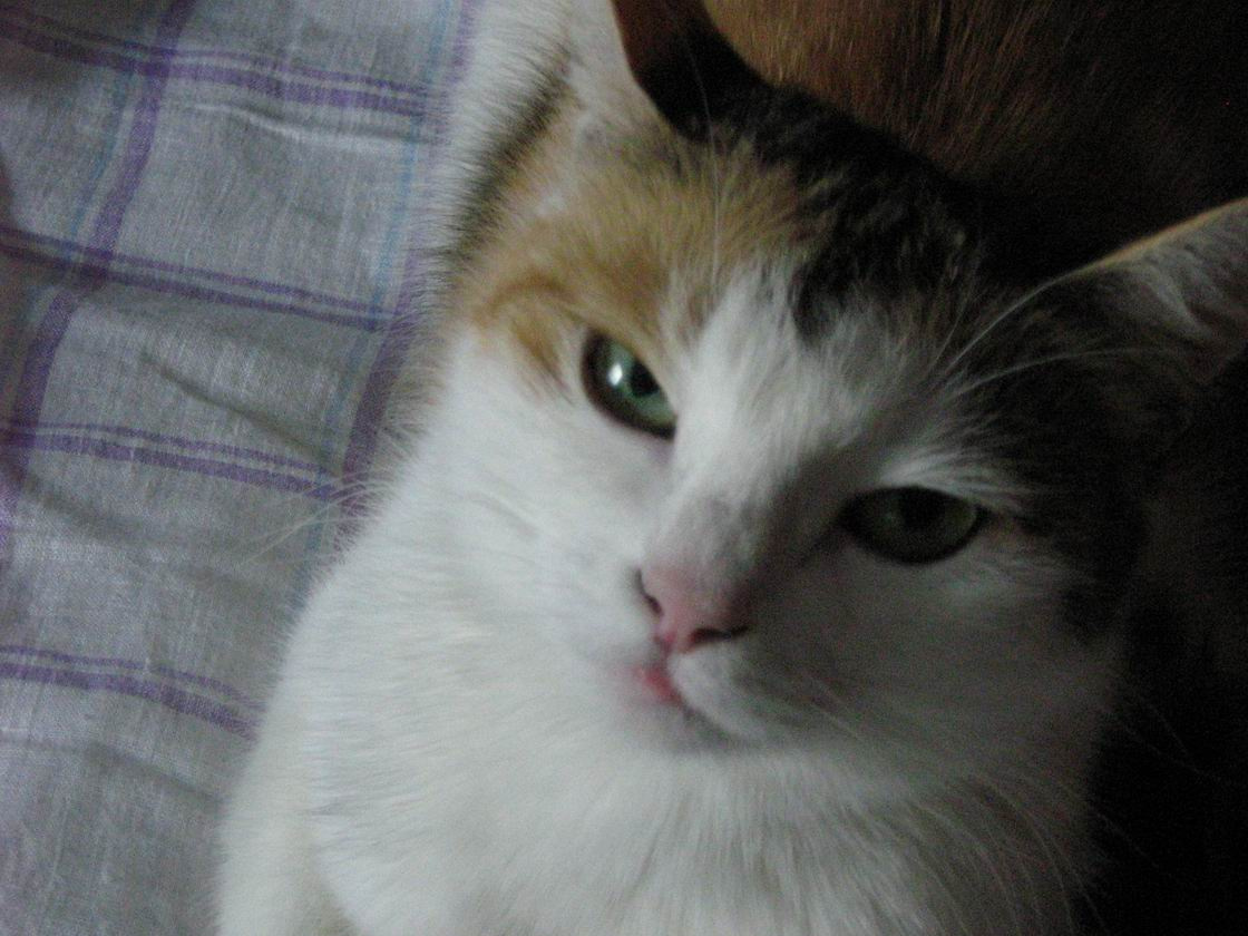 взгляд кошка