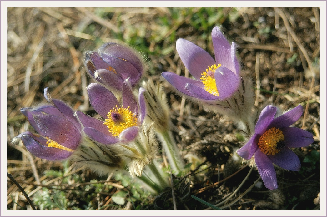 some flowers цветочки для натурастистиков не путать с натуристами