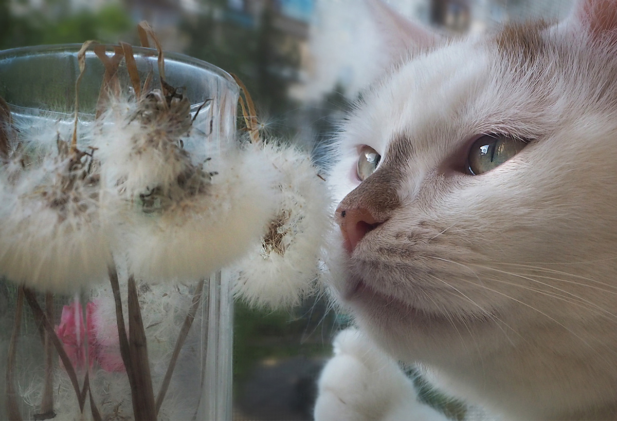Одуванчики кот одуванчики