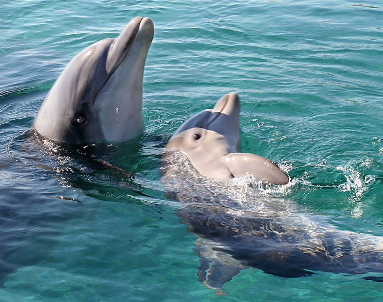 05793.b Baby dolphin with Mam 